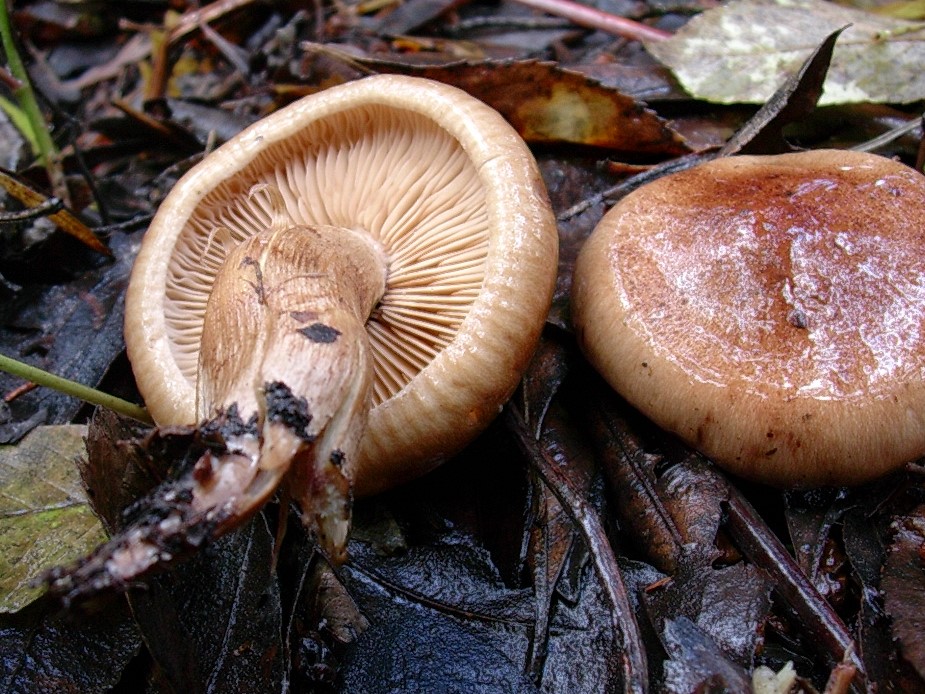 521Dicembre vecchio ritrovamento